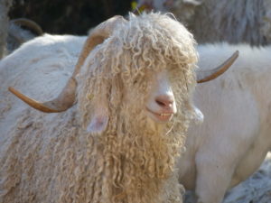 Un bouc angora