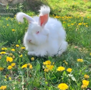 Un lapin angora