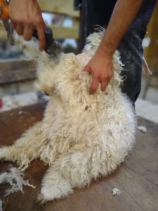 La tonte
