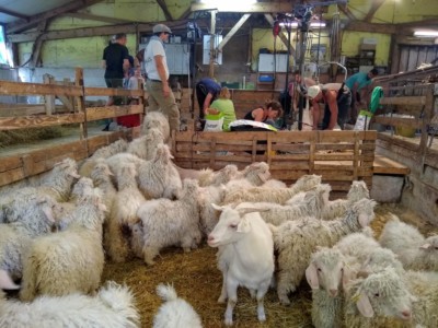 La tonte