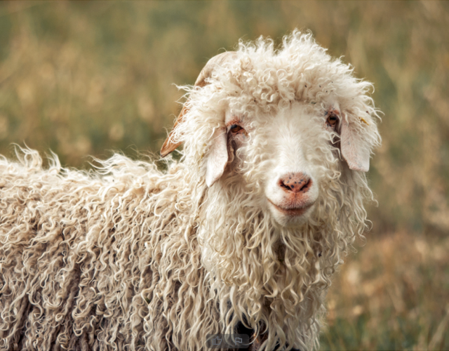 Une chèvre angora Chèvre Angora