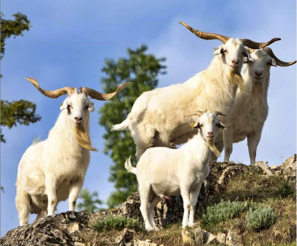 Boucs cachemires Boucs cachemires