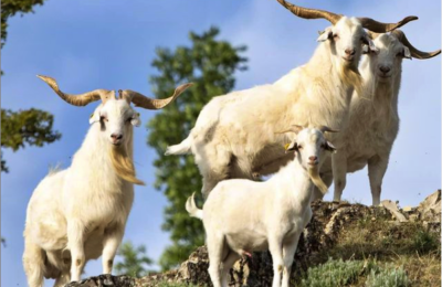 Boucs cachemires Boucs cachemires