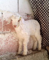 Un chevreau