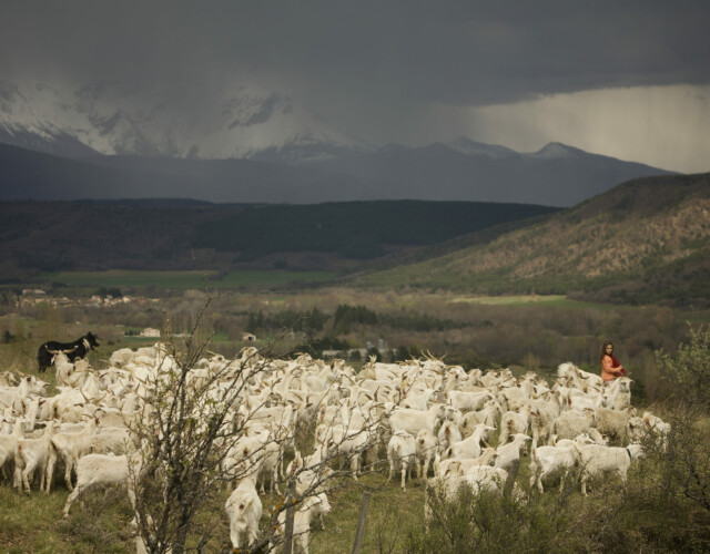 Troupeau et Lila plaine (@Parismatch) Lila et le troupeau dans la plaine (@Parismatch)
