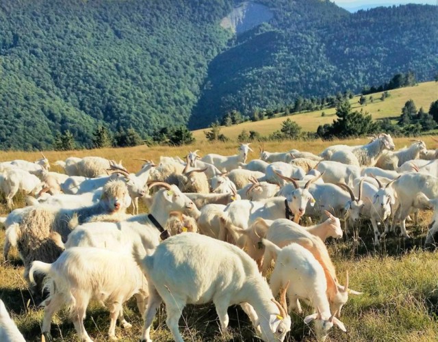 Les chèvres en estive Les chèvres en estive