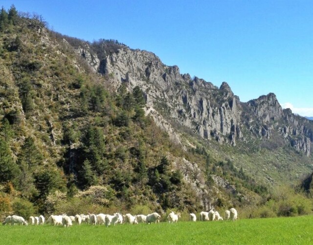 Les biquettes Chèvres dans la vallée de Sigottier