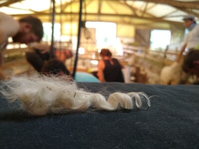 Une boucle de mohair
